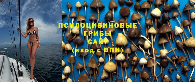 где купить наркоту  Власиха  Псилоцибиновые грибы Cubensis 